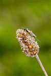 Ichneumon wasp on Ribwort Plantain, Cathkin Braes