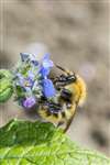 Common Carder Bumblebee on Green alkanet flowers, Glasgow