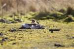 5 - The Stoat renews its attack on the Rabbit