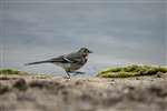 Juvenile Pied Wagtail, RSPB Loch Leven