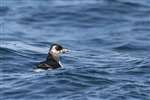 Puffling off the Isle of May