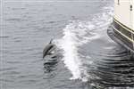Kylie the Common Dolphin jumping, Largs Channel