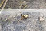 Long-jawed orb-weaver spider, Beecraigs Country Park