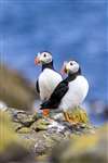 Puffin couple