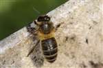 European Honey Bee, Kelvindale, Glasgow