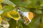 Male Orange Tip butterfly, Kelvindale, Glasgow