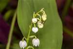 Lily of the Valley with Orbweaver spider, Kelvindale, Glasgow