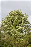 Common hawthorn tree flowering, Glasgow