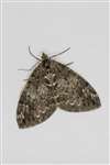 Common Marbled Carpet moth, Glasgow