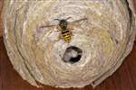 Common Wasp nest, Glasgow