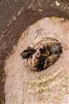 Tree Bumblebees nesting in bird nest box, Glasgow