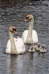 Mute swan family, Maryhill