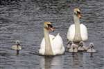 Mute Swan family, Maryhill