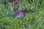 Brown Rat, River Windrush, Witney, Oxfordshire