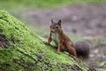 Red Squirrel, Aberfoyle