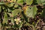 Hazel leaves and hazelnuts, Carrifran Wildwood, Moffat