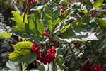 Guelder rose leaves and berries, Carrifran Wildwood, Moffat