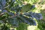Sessile oak leaves and acorns, Carrifran Wildwood, Moffat
