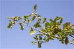 Sessile oak leaves with oak galls, Carrifran Wildwood, Moffat