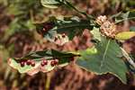 Sessile oak leaves with oak galls, Carrifran Wildwood, Moffat