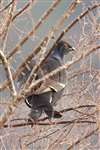 Black Grouse in birch tree
