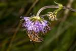 Devil's bit scabious with a fly, Carrifran Wildwood, Moffat