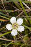 Grass of Parnassus, Carrifran Wildwood, Moffat