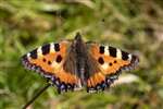 Small Tortoiseshell butterfly, Carrifran Wildwood, Moffat