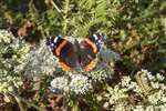 Red Admiral butterfly on bracken, Carrifran Wildwood, Moffat