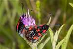 A pair of 6-Spot Burnet Moths on Common (or Black) Knapweed, Ruchill Park, Glasgow