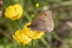 Meadow Brown butterfly on Buttercup, Ruchill Park, Glasgow