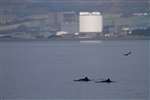 Harbour Porpoises and Manx Shearwater, with Hunterston B nuclear power station from the Firth of Clyde