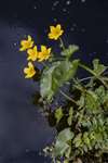 Marsh Marigold, Forth and Clyde Canal, Maryhill, Glasgow