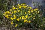 Marsh Marigold, Forth and Clyde Canal, Maryhill, Glasgow