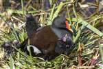 Adult Moorhen and young on the nest, Forth and Clyde Canal, Glasgow