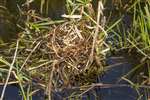 Moorhen nest, Forth and Clyde Canal, Glasgow