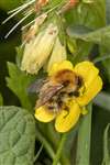 Common Carder Bumblebee on Meadow Buttercup