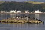 Cormorants on rock, Millport Bay, with Marine Parade