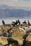 Cormorants on rock, Millport Bay, with mainland of Ayrshire