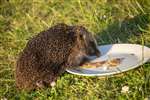 Hedgehog in a garden in Dalkeith, Midlothian
