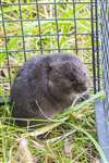 Male Water vole in release cage, Glasgow