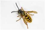 Common wasp, Kelvindale 