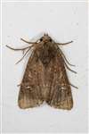 Common Rustic agg. moth, Glasgow