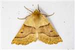 Scalloped Oak Moth, Kelvindale.