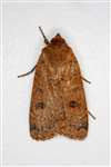 Lesser Yellow Underwing moth, Glasgow