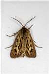 Male Antler Moth, Kelvindale