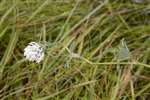 White clover, Milton, Dumbarton