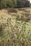 Common (or Black) Knapweed, Milton, Dumbarton, West Dunbartonshire
