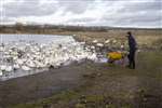 Warden feeding wildfowl on the Whooper Pond, Caerlaverock