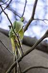 Ring-necked Parakeet, Dawsholm Park, Glasgow
